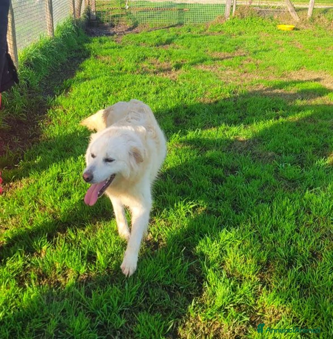Pastore Maremmano cani in regalo: Lucilla cucciolona di pastore maremmano - Annuncio 7