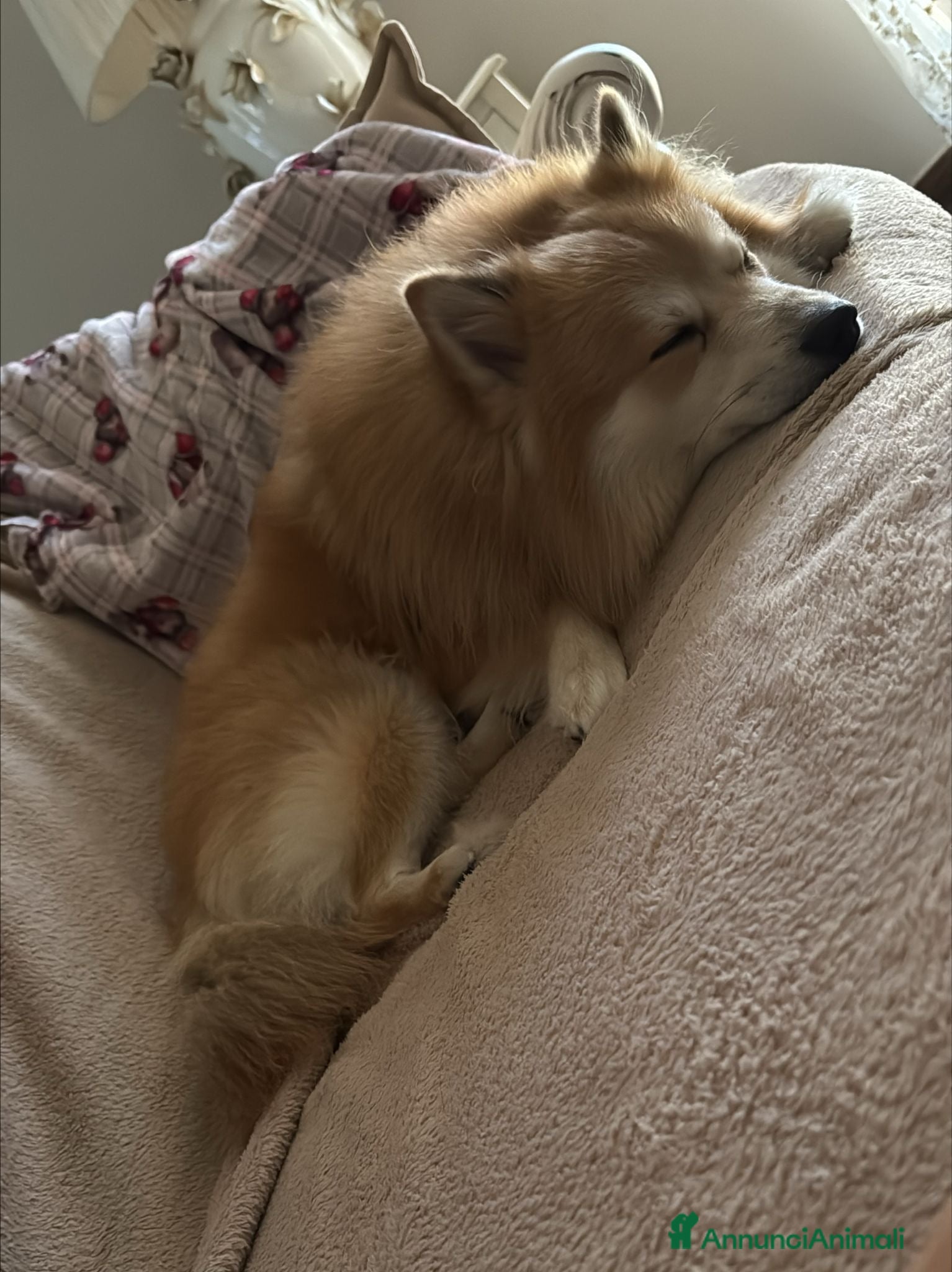 Volpino Italiano cani cookie  - Annuncio 1