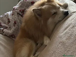 Volpino Italiano cani cookie - Annuncio 1