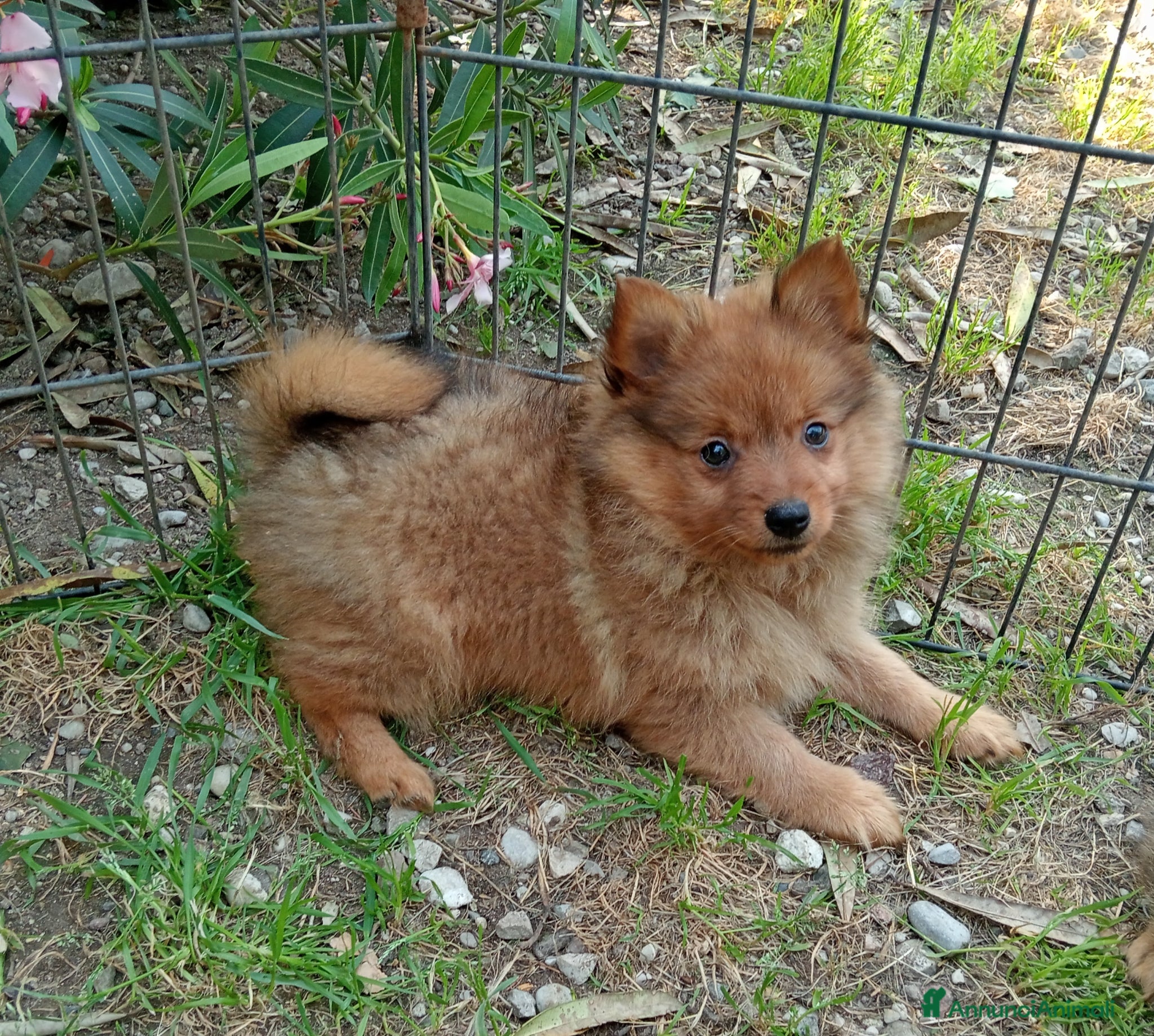 Spitz cani Spitz tedesco piccolo  - Annuncio 5