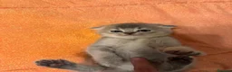 Scottish gatti in vendita: 🐾Prenotazione Cuccioli Scottish Fold🐾 - Annuncio 10