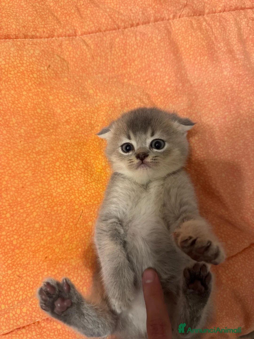Scottish gatti in vendita: 🐾Prenotazione Cuccioli Scottish Fold🐾 - Annuncio 10