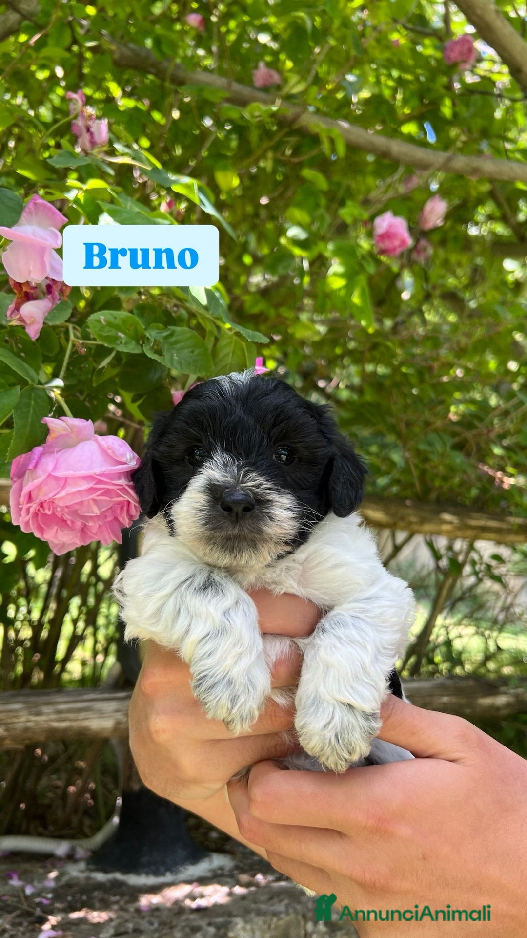 Meticcio cani in vendita: Cuccioli maltipoo a Provincia di Modena - Immagine 4
