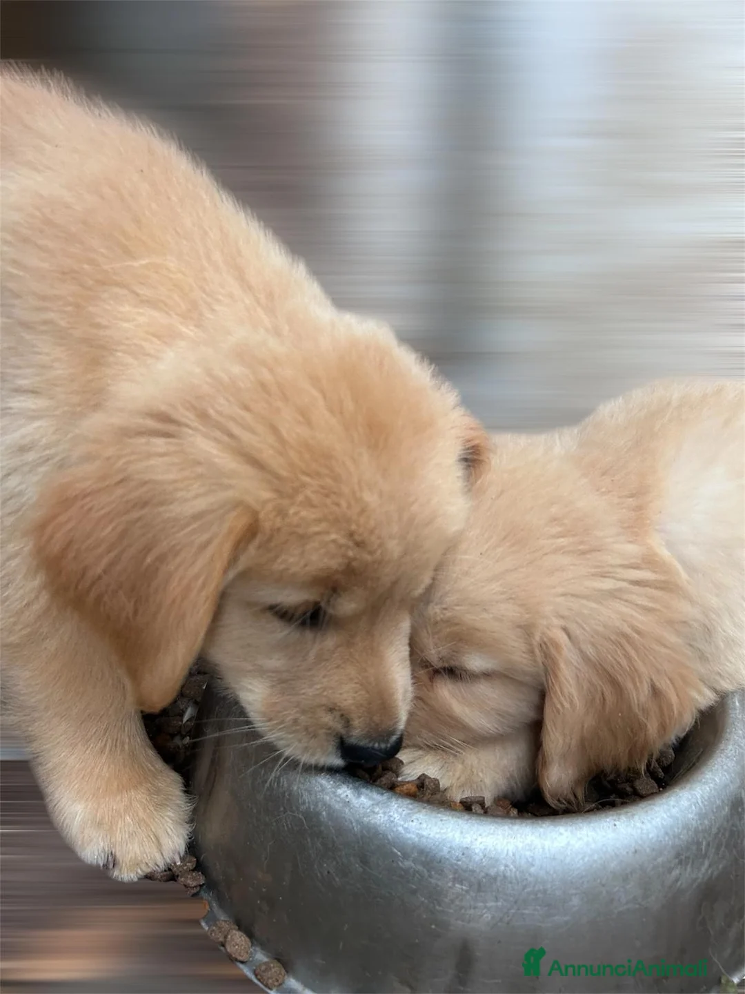 Golden Retriever cani in vendita: Ultimi 2 cuccioli Golden Retriever Americano 100% - Annuncio 6