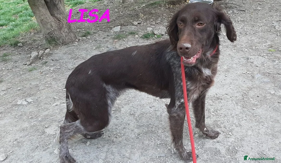 Meticcio cani in regalo: LISA giovane timida setterina - Annuncio 5