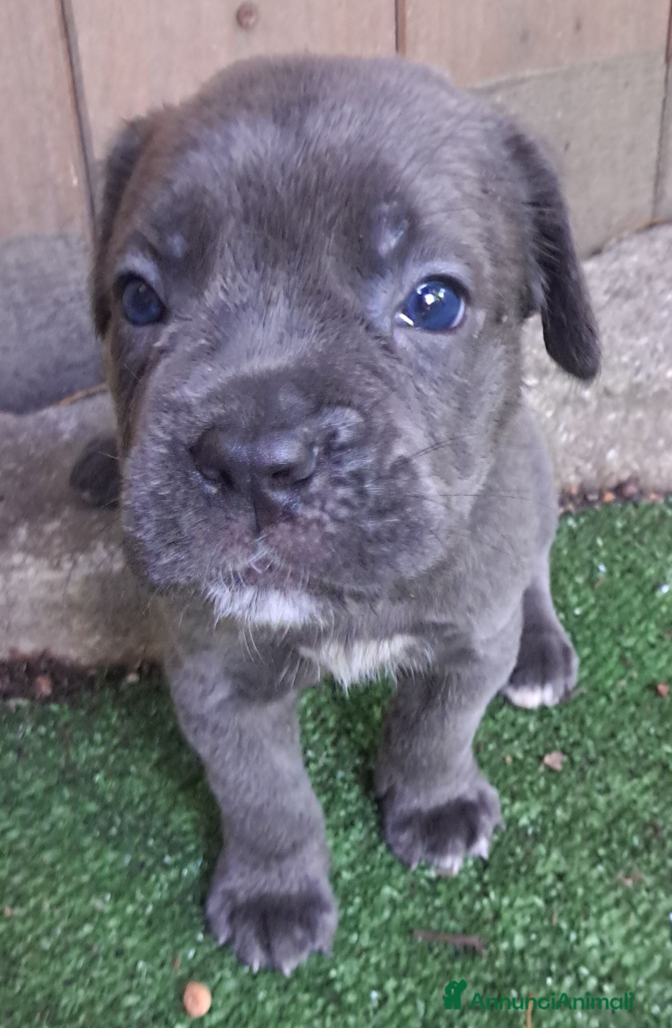 Cane Corso cani FANTASTICI CUCCIOLI CANE CORSO - Annuncio 5