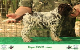 Lagotto cani in vendita: Lagotto romagnolo - cuccilo 4 a Provincia di Ravenna - Immagine 2