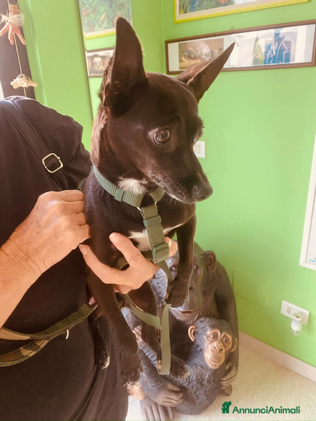 Pinscher Miniatura cani in regalo: Kikko pinscher affettuoso - Annuncio 6