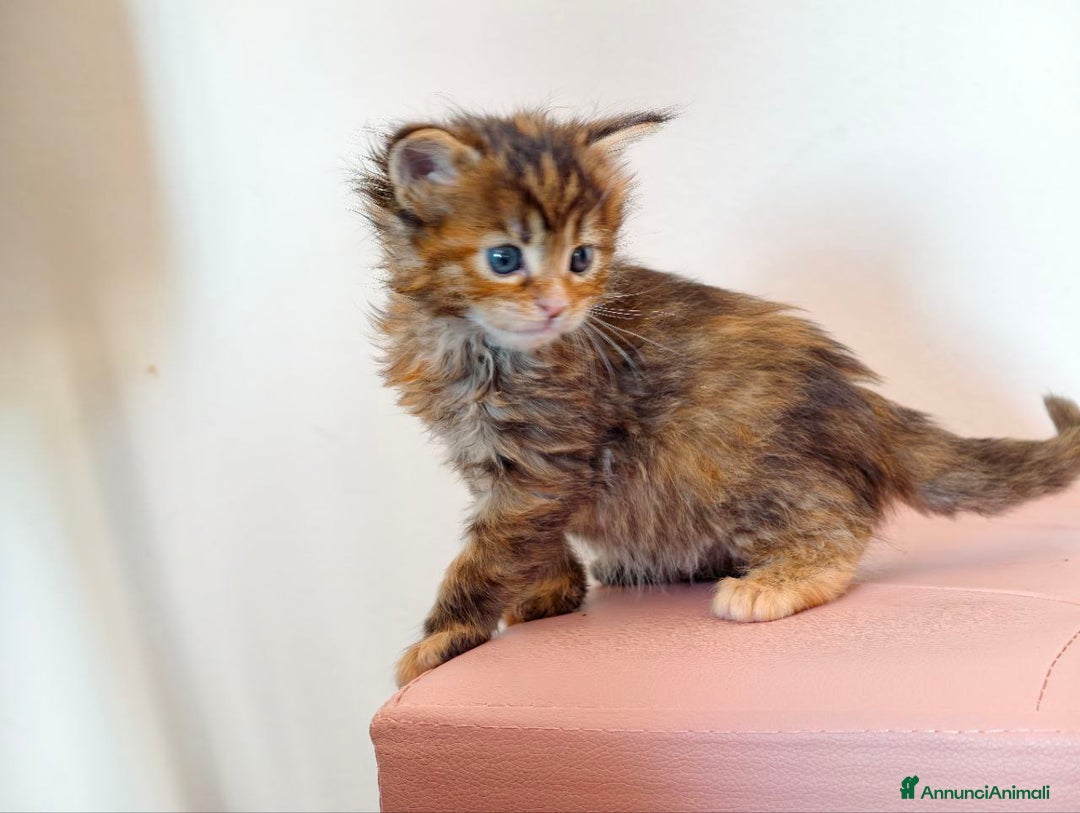 Maine Coon gatti in vendita: Cucciola tortie Maine coon  - Annuncio 4