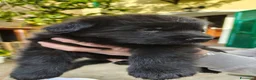 Pastore Tedesco cani in vendita: Pastore tedesco cuccioli  a Provincia di Savona - Annuncio 7