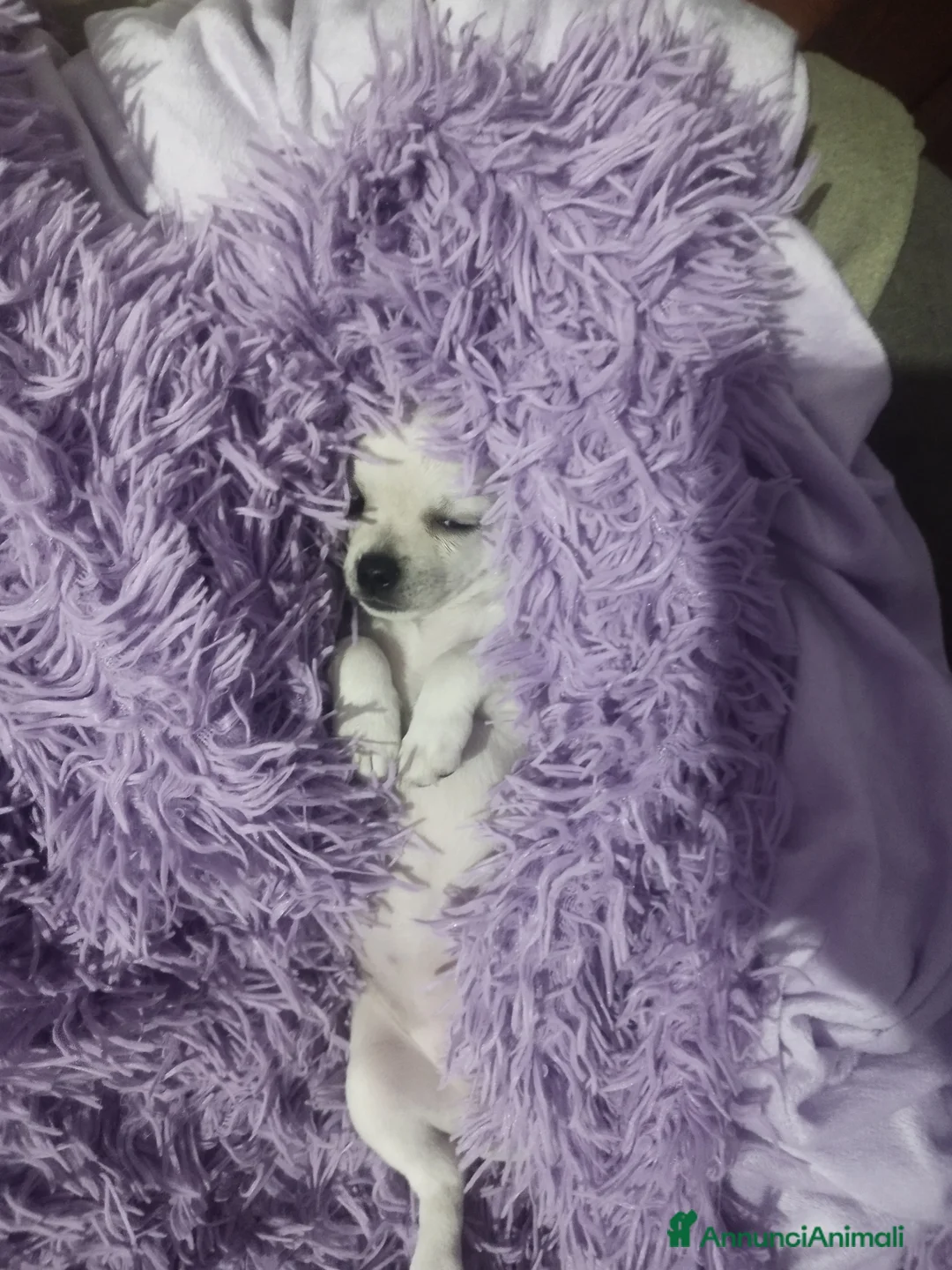 Chihuahua cani in vendita: Cucciola Chihuahua  - Annuncio 5