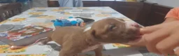 Pitbull cani in vendita: American Pitbull Terrier UKC  a Provincia di Alessandria - Annuncio 3