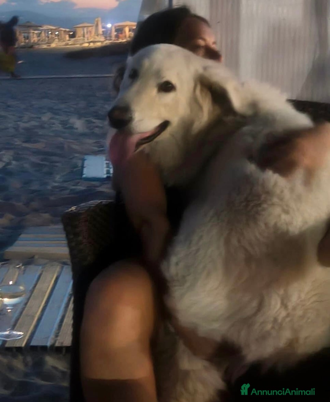 Pastore Maremmano cani in regalo: Tony dolce Angelo di 4 anni sogna la libertà  - Annuncio 12