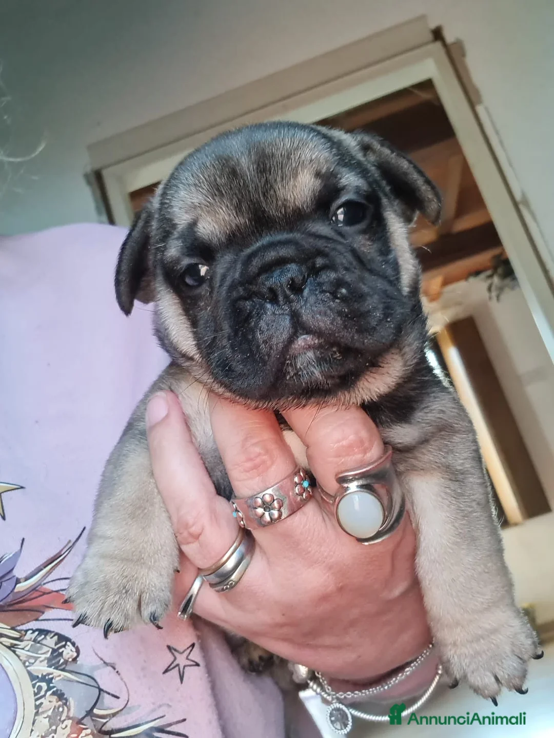 Bulldog Francese cani in vendita: Bulldog francesi cuccioli merle - Annuncio 2