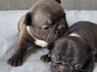 Bulldog Francese cani - Annuncio 12