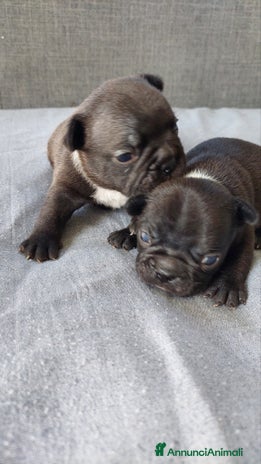 Bulldog Francese cani - Annuncio 1