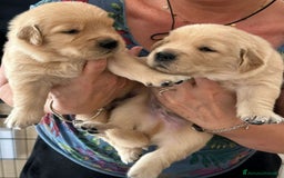 Golden Retriever cani in vendita: Cuccioli Golden Retriver Americani 100% a Provincia di Lucca - Immagine 7