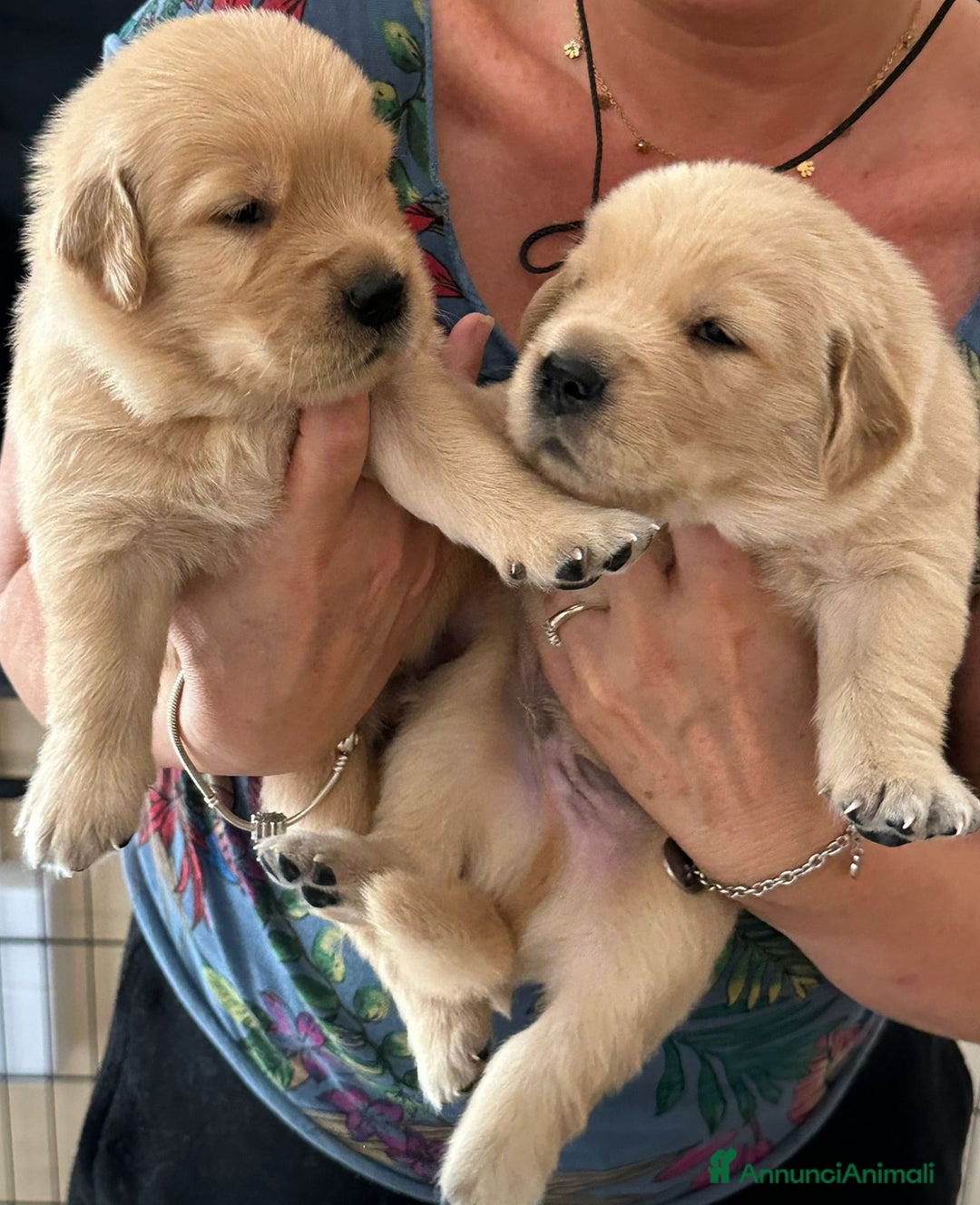 Golden Retriever cani in vendita: Cuccioli Golden Retriver Americani 100% a Provincia di Lucca - Immagine 7