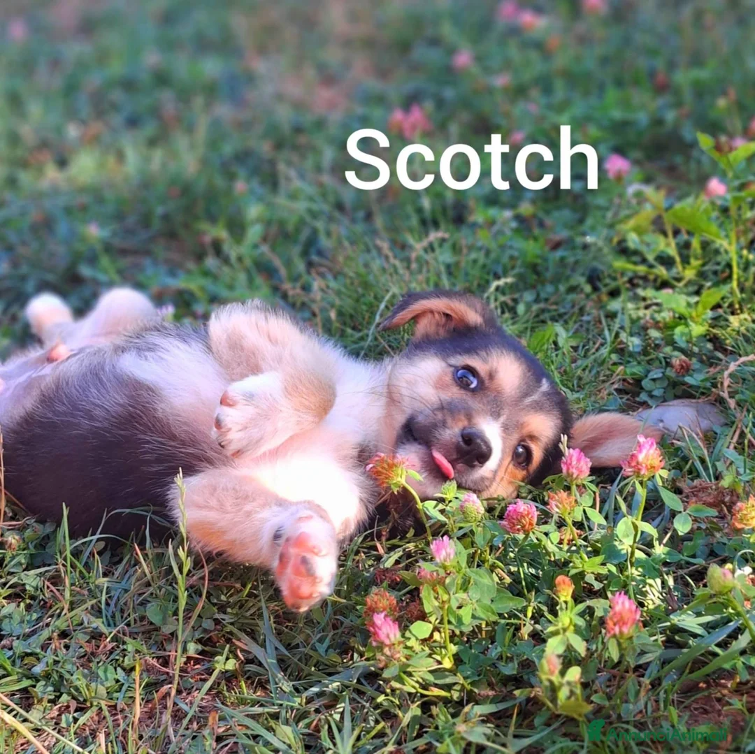 Meticcio cani in regalo: SCOTCH, piccoletto tutto coccole! TG MEDIO PICCOLA - Annuncio 2