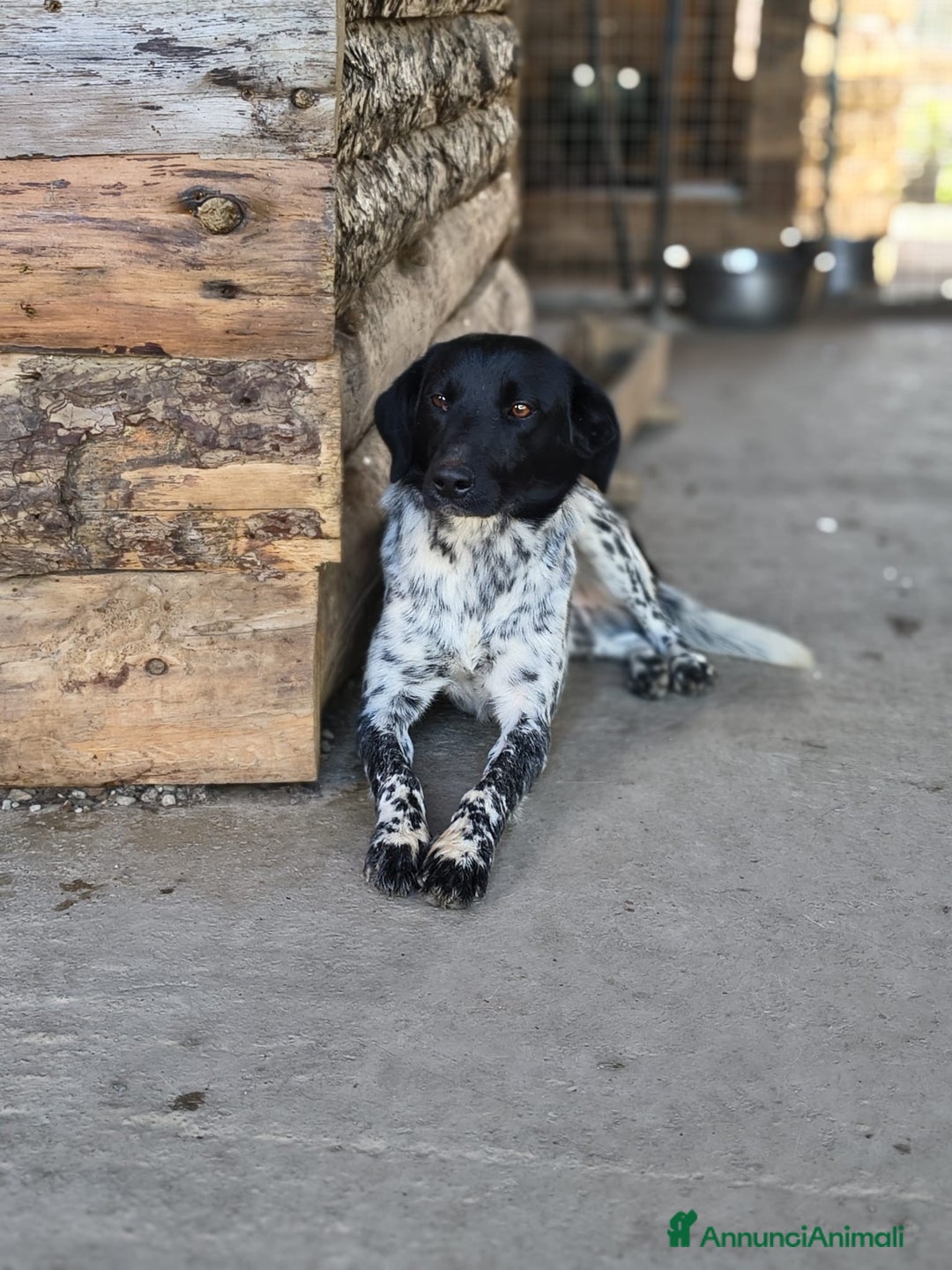Meticcio cani in regalo: Arturo - Annuncio 5