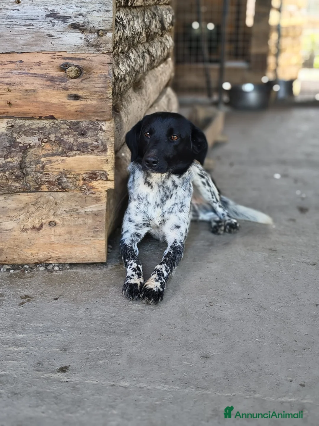 Meticcio cani in regalo: Arturo - Annuncio 5