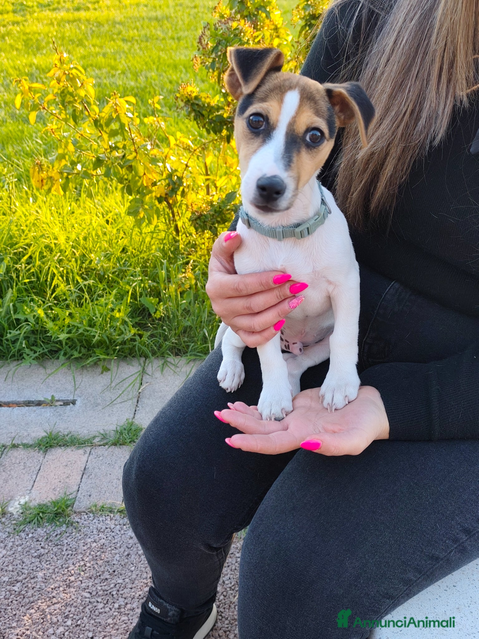 Jack Russell cani Vendo cucciolo di jack russel  - Annuncio 33