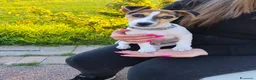 Jack Russell cani in vendita: Vendo cucciolo di jack russel  a Provincia di Foggia - Annuncio 1