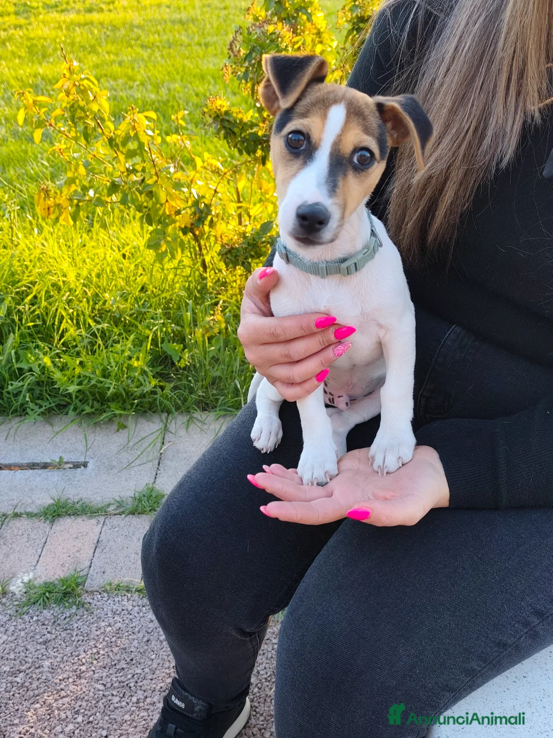 Jack Russell cani in vendita: Vendo cucciolo di jack russel  a Provincia di Foggia - Annuncio 1