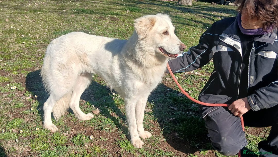 Meticcio cani in regalo: LA DOLCISSIMA MARGHERITA HA BISOGNO DI TE - Annuncio 4