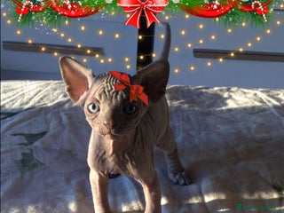 Sphynx gatti Bellissimi cuccioli di sphynx con pedigree - Annuncio 1