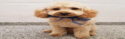 Barboncino Toy cani per accoppiamento: Charlie cerca una fidanzatina a Provincia di Verona - Annuncio 4