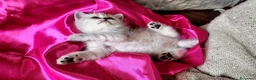 British gatti in vendita: British stupenda con KIT REGALO - Annuncio 4
