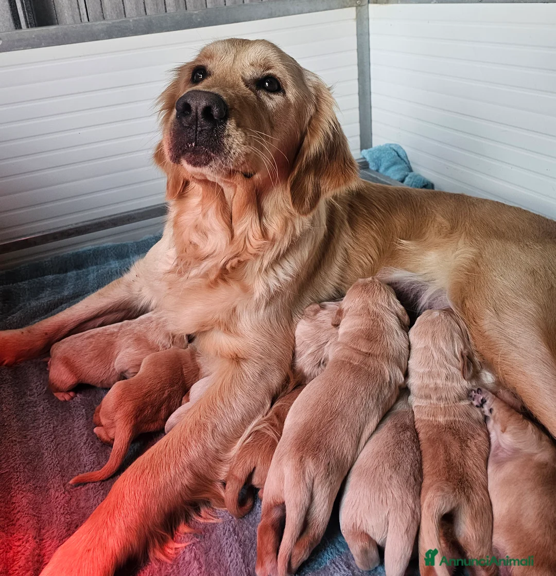 Golden Retriever cani in vendita: CUCCIOLI GOLDEN RETRIEVER  - Annuncio 1