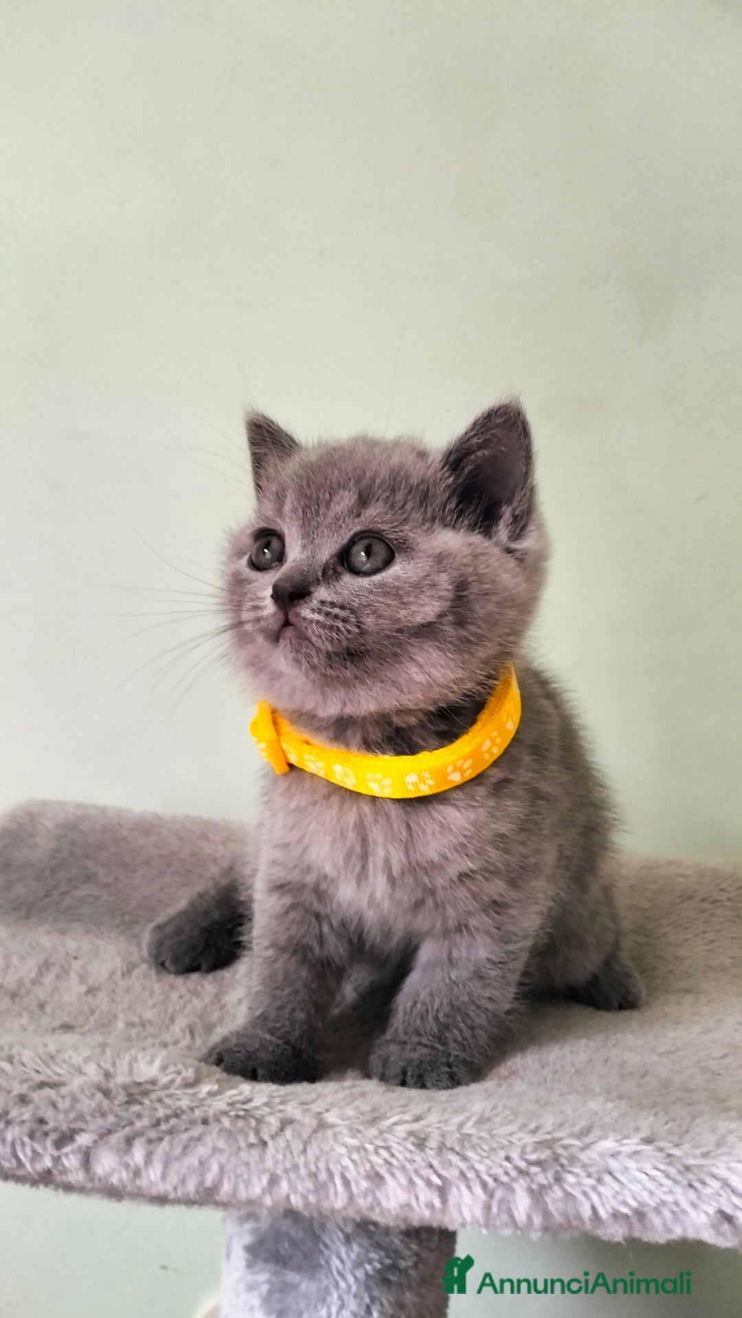 British gatti in vendita: Cuccioli British/Scottish  - Annuncio 10