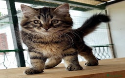 Siberiano gatti in vendita: Cuccioli di gatto siberiano con pedigree a Provincia di Alessandria - Immagine 2