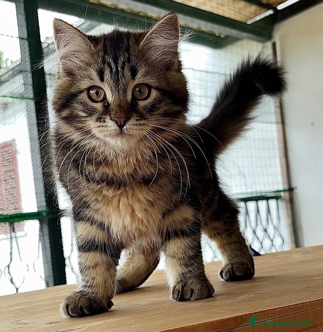 Siberiano gatti in vendita: Cuccioli di gatto siberiano con pedigree a Provincia di Alessandria - Immagine 2
