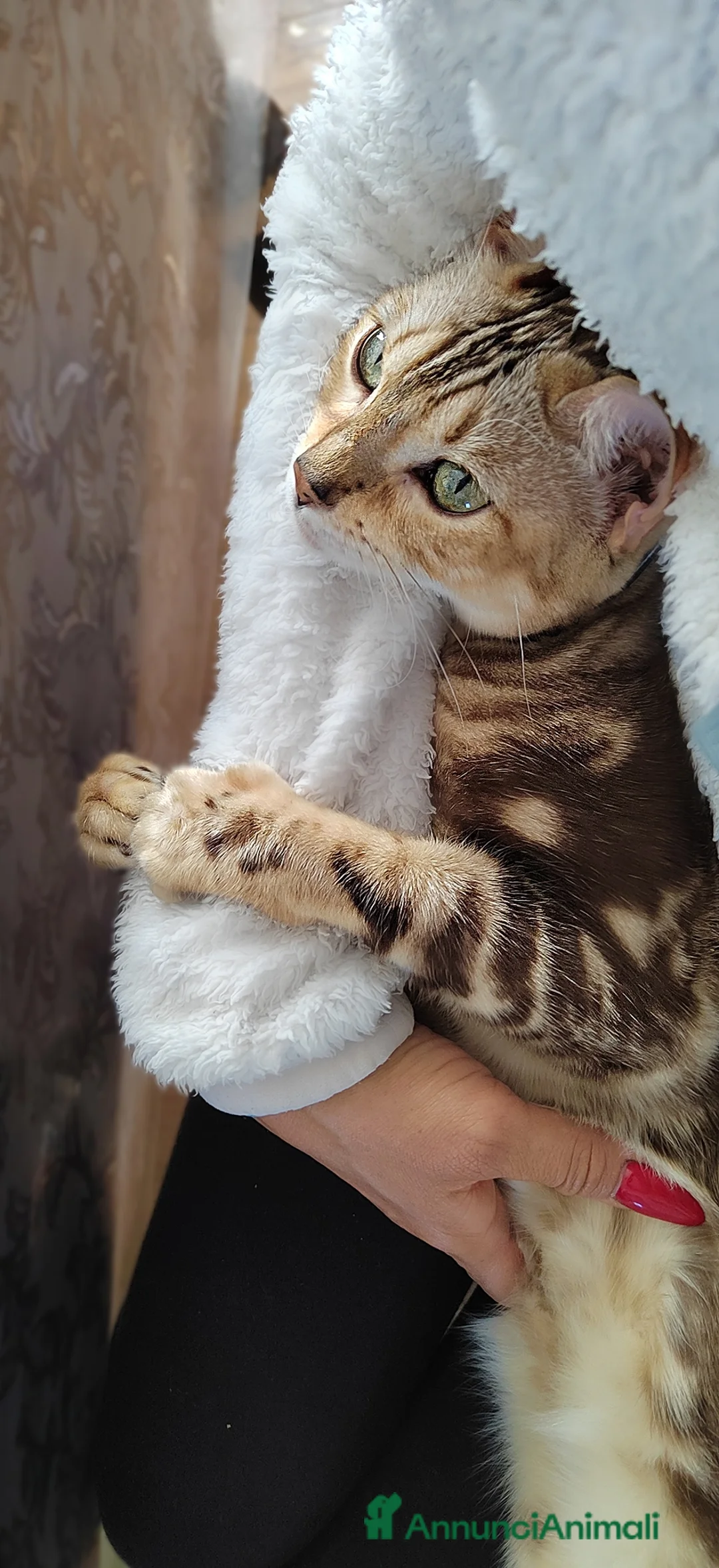 Bengala gatti per accoppiamento: Gattina bellissima di nome Flor  - Annuncio 3