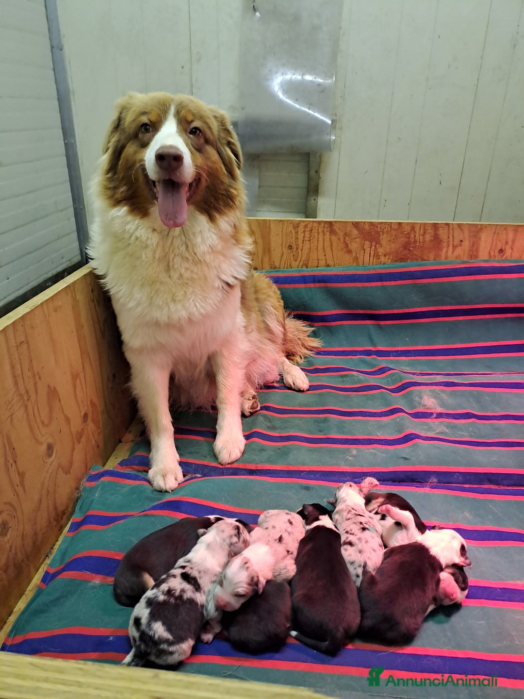 Australian Shepherd cani in vendita: Australian sheperd - Annuncio 1