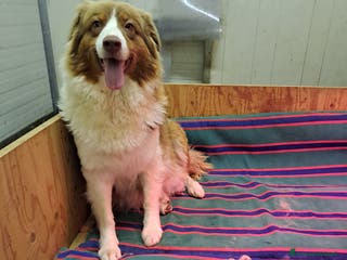 Australian Shepherd cani Australian sheperd - Annuncio 8