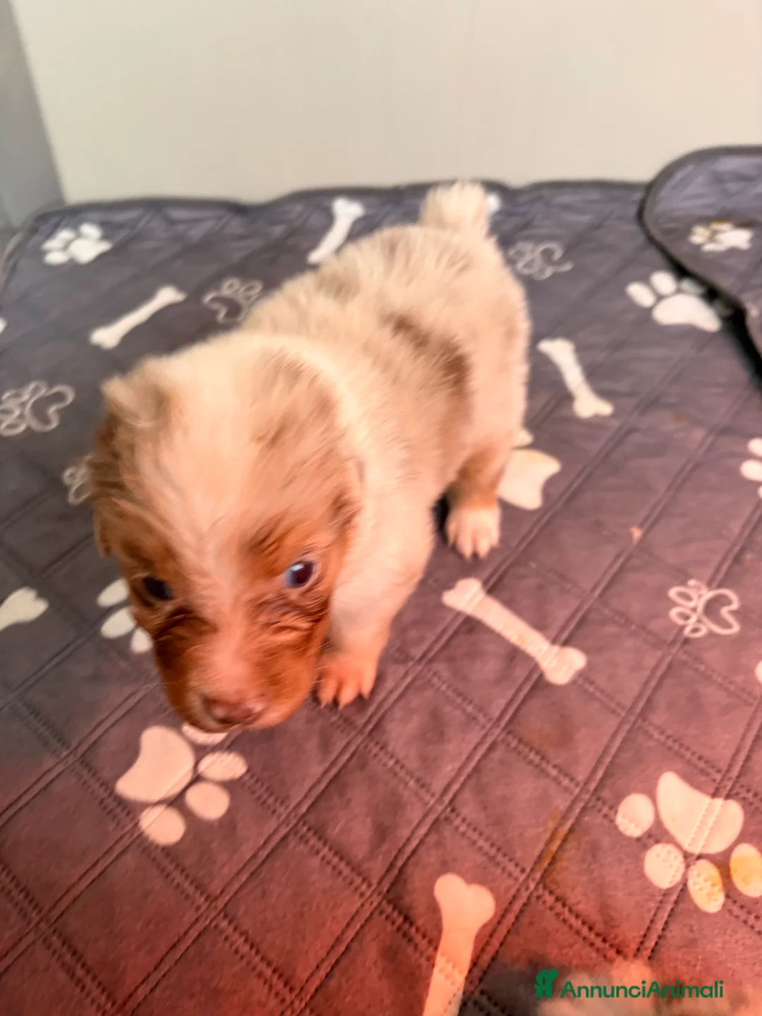 Australian Shepherd cani in vendita: Pastore australiano con pedigree - Annuncio 6
