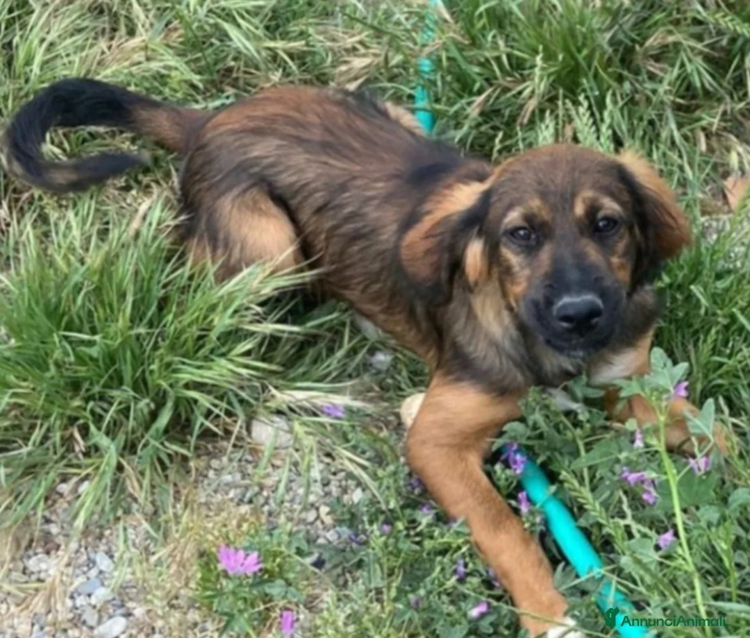 Meticcio cani in regalo: Aron 2anni tg media (mamma Setter)URGE CASA CALABR - Annuncio 6