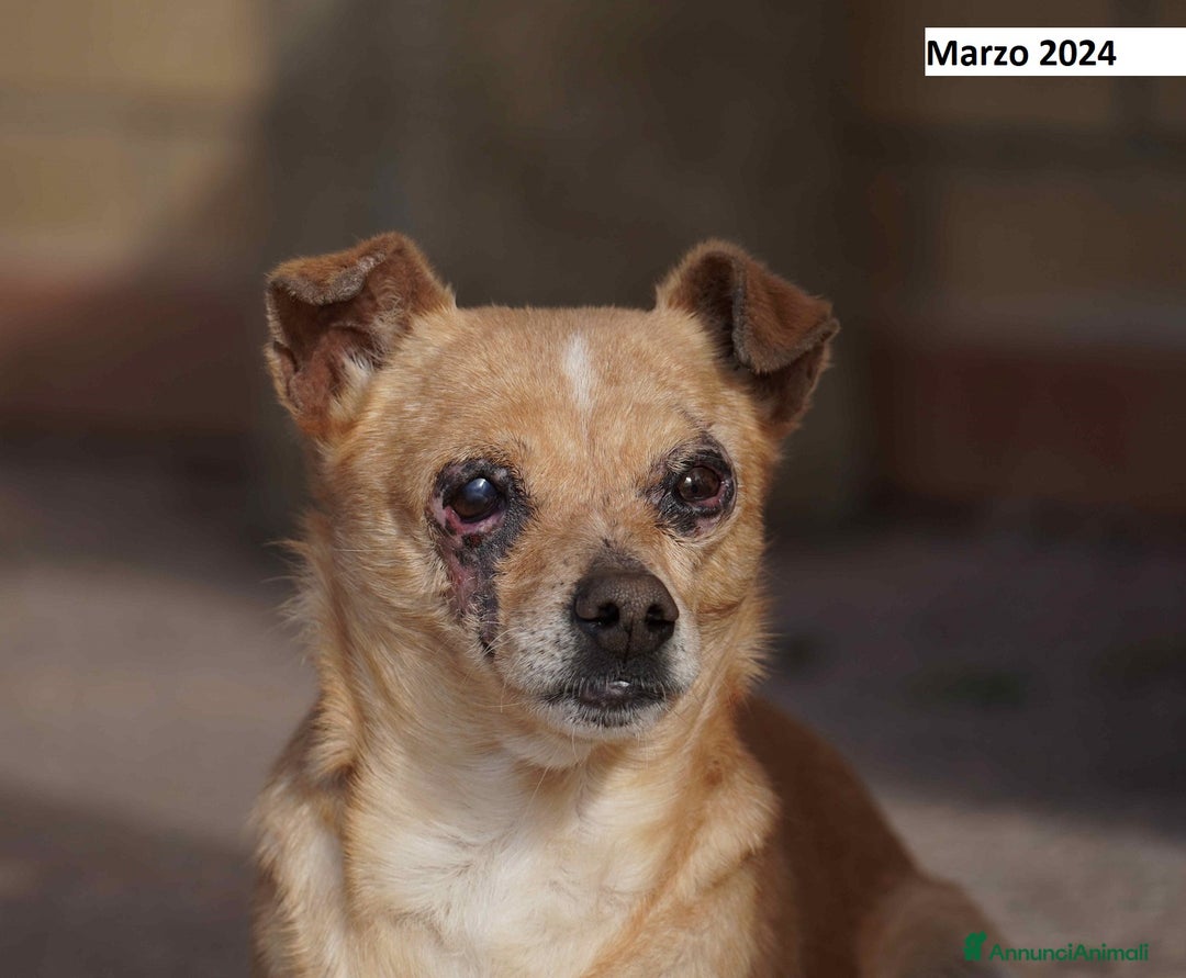 Meticcio cani in regalo: Nocciola, derivato pinscher detto Pierrot - Annuncio 5