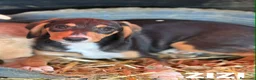 Meticcio cani in regalo: 5 CUCCIOLI simpaticissimi e coccoloni in canile! - Annuncio 4