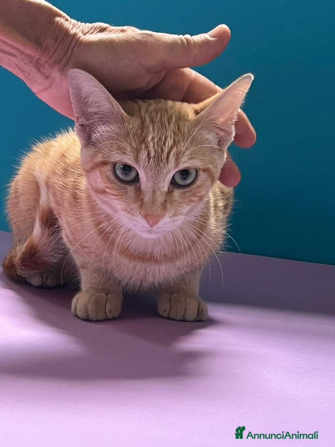 Europeo gatti in regalo: Micino rosso maschio occhi verdi - Annuncio 6