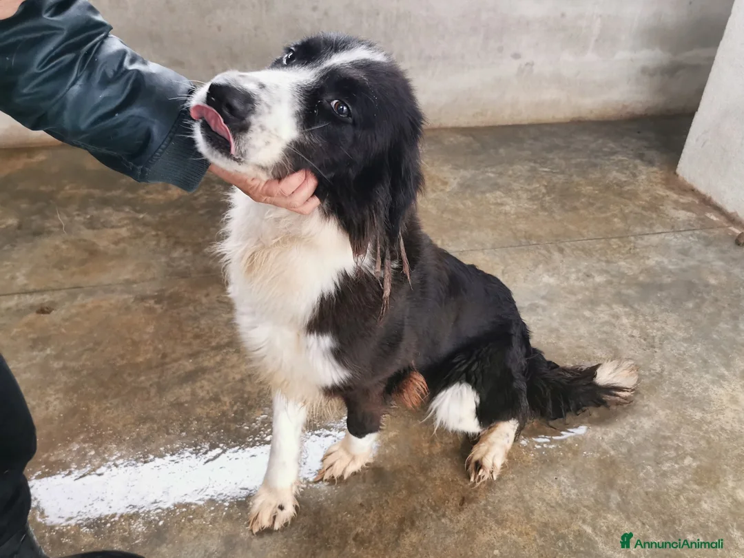 Bearded Collie cani in regalo: Dolcissimo black and white a Provincia di Viterbo - Annuncio 6