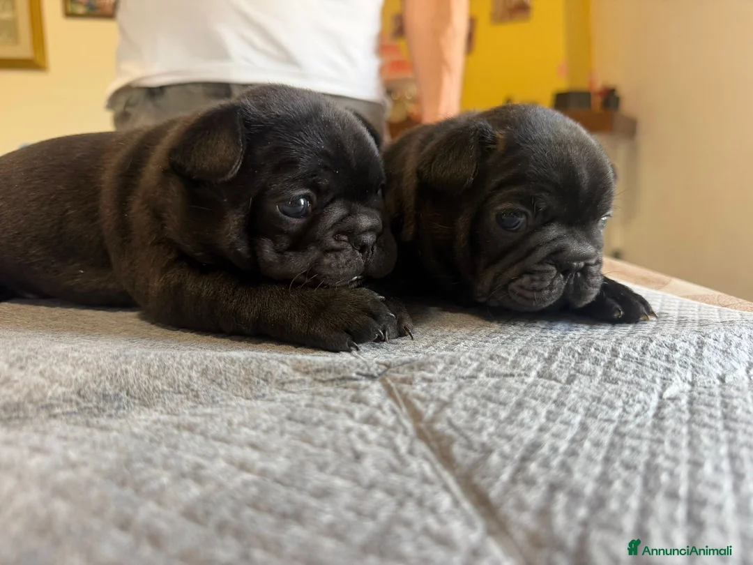 Bulldog Francese cani in vendita: bulldog francese  - Annuncio 26