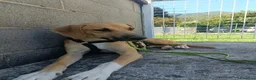 Meticcio cani in regalo: Franck  a Provincia di Lecco - Annuncio 3