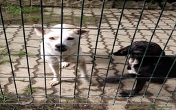 Meticcio cani in regalo: ALICE  a Città Metropolitana di Torino - Immagine 16