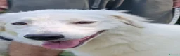 Pastore Abbruzzese Maremmano cani in regalo: Biribu scricciolo di maremmano - Annuncio 2