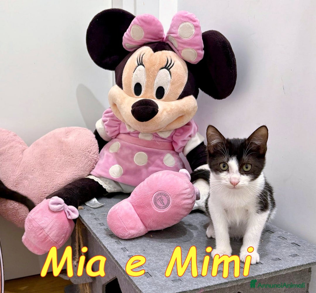 Europeo gatti in regalo: MIA E MIMI - Annuncio 2
